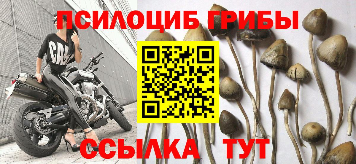 Псилоцибиновые грибы мицелий Коркино